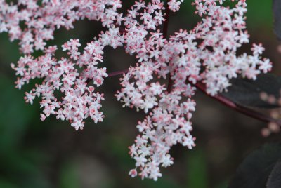 Sambucus nigra 'Black Tower' - bez černý - květy